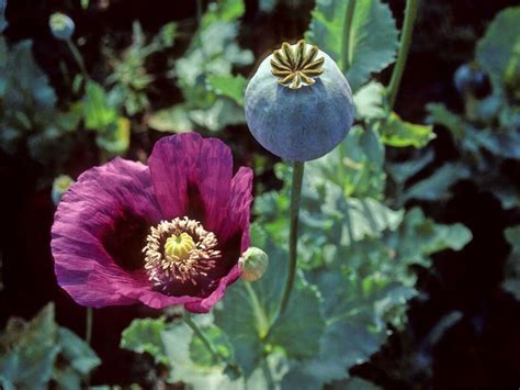 opium near me|can you buy opium poppies.